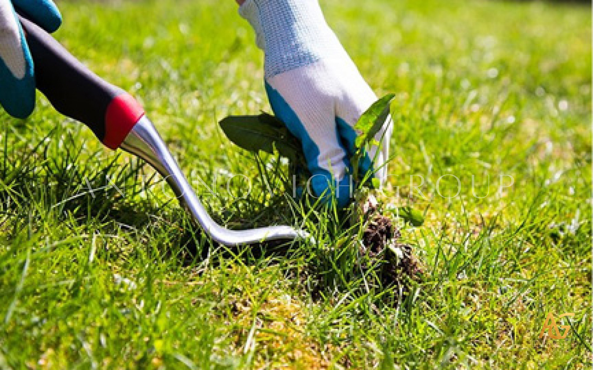 خدمات الإصدار الأعلى