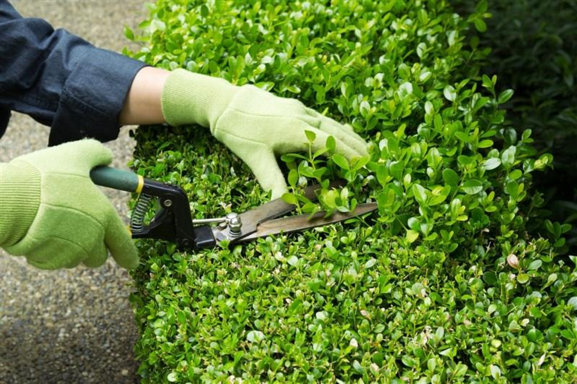 Landscape Services | Gardening